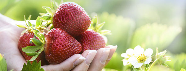 Uprawa truskawek krok po kroku