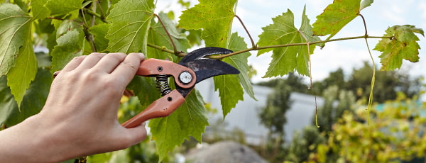 Winorośl: sekrety jesiennego przycinania i okrywania na zimę