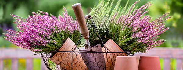 Wrzos w ogrodzie: zalety i niuanse pielęgnacji