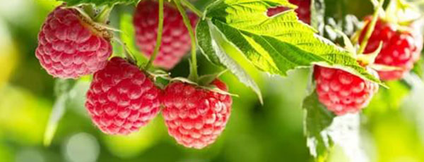 Zasady wiosennego sadzenia malin