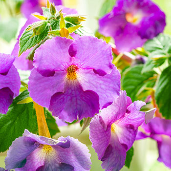 Achimenes