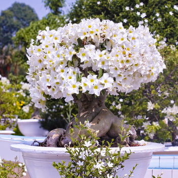 Adenium