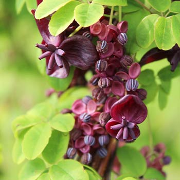 Akebia