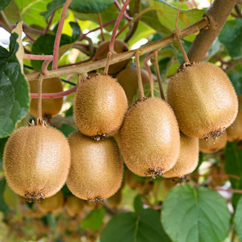 Aktinidia