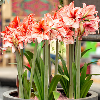 Amaryllis pełny