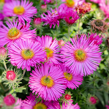Aster nowobelgijski