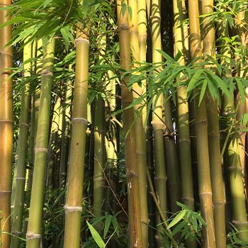 Bambus