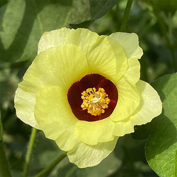 Bawełna