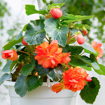 Begonia bulwiasta