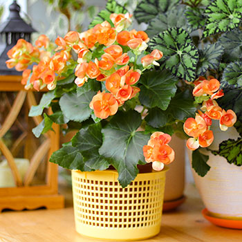 Begonia stale kwitnąca