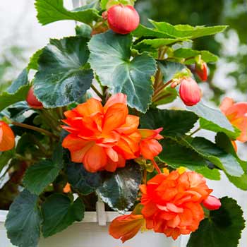 Begonia zwisająca
