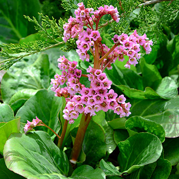 Bergenia