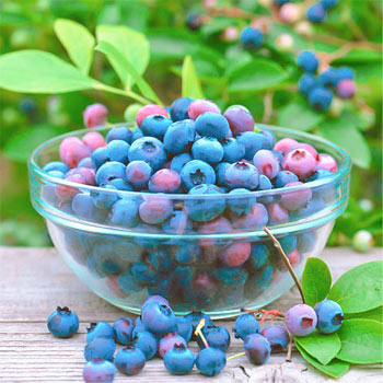 Borówka amerykańska