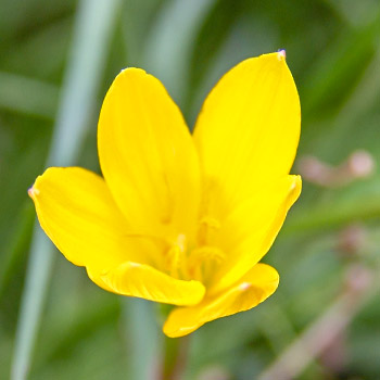 Chlidanthus
