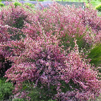 Cytisus