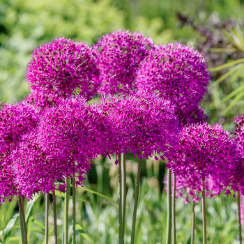 Allium (czosnek)