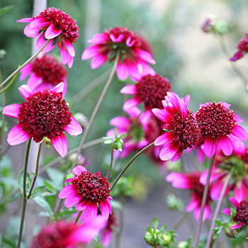 Dalia anemonowa