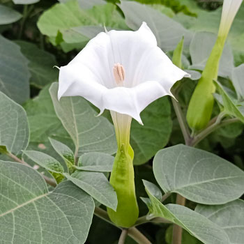 Datura