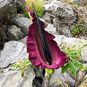 Drakunkulus