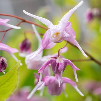 Epimedium
