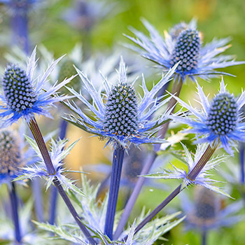 Eryngium