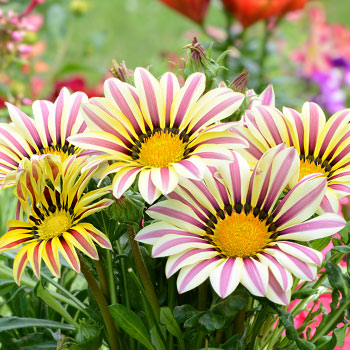 Gazania 
