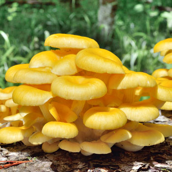 Grzyb limonkowy