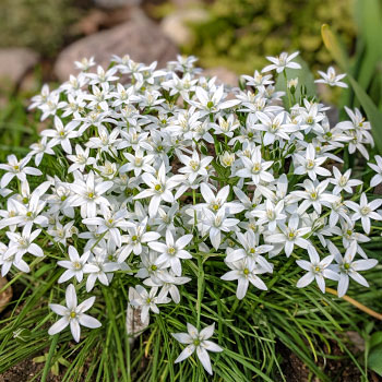 Ifejon (Ipheion)