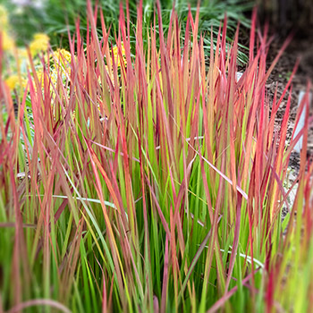 Imperata