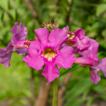 Inkarwilla