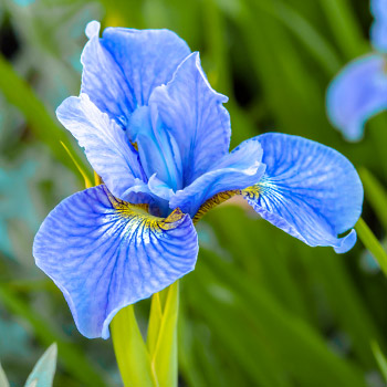 Irys syberyjski