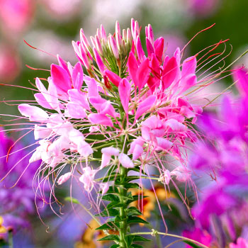 Kleome (Cleome)