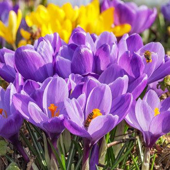 Krokus