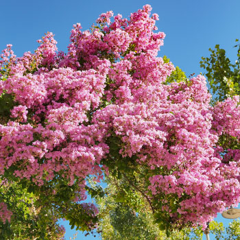 Lagerstremia