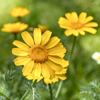 Lichwa