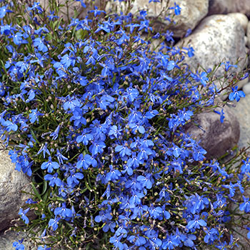 Lobelia