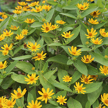 Melampodium