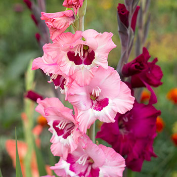 Mieczyk (Gladiola) karbowany