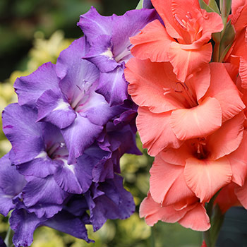 Mieczyk (Gladiola) wielkokwiatowy