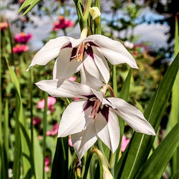 Mieczyk (Acidanthera)