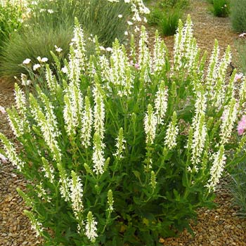 Orszelina