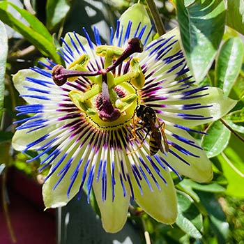 Passiflora
