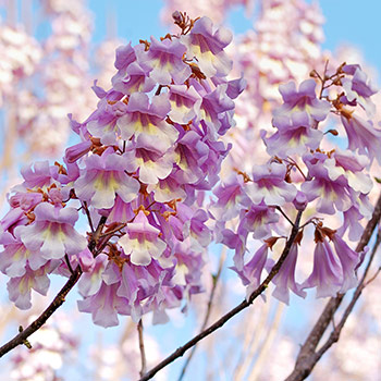 Paulownia