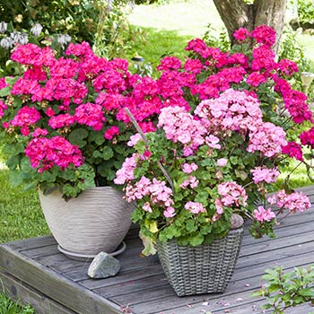 Pelargonia