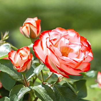 Róże wielkokwiatowe