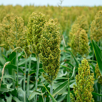 Sorgo