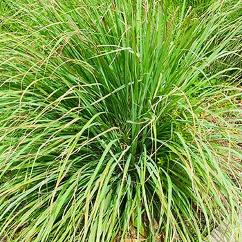 Trawa cytrynowa