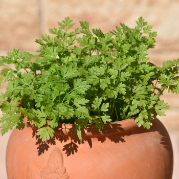 Trybula 