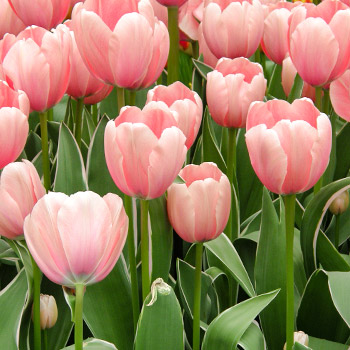 Tulipan Darwina