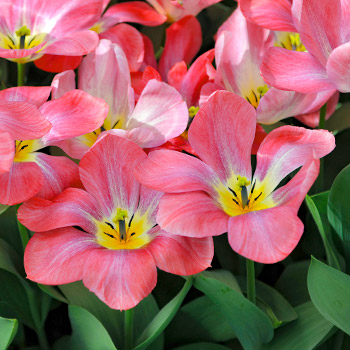 Tulipan Fostera